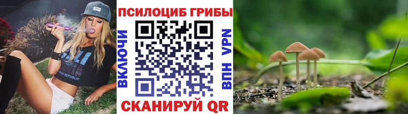 Псилоцибиновые грибы Psilocybe  Дно 